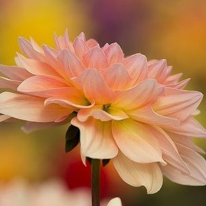 Meet your Posher, Renee